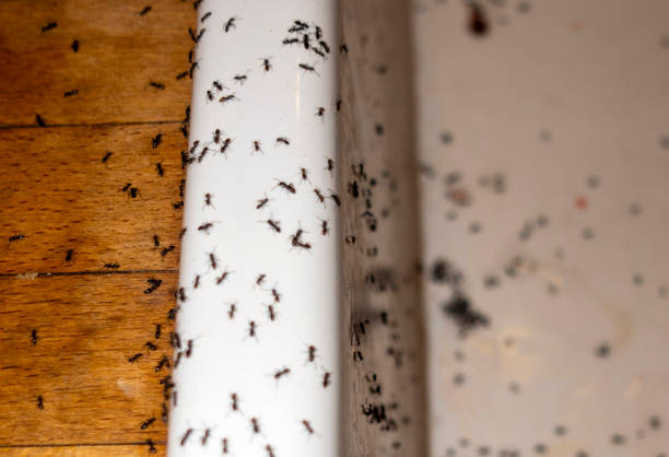 Best Mosquito Control Services  in Fort Loramie, OH