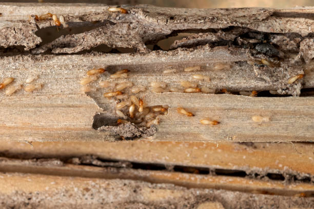 Pest Prevention Services in Fort Loramie, OH