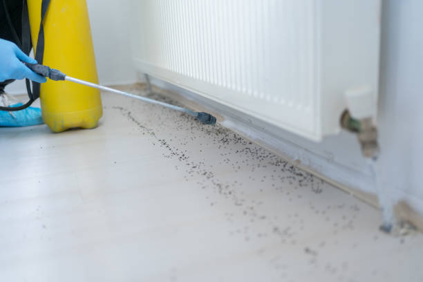 Best Pest Control Near Me in Fort Loramie, OH