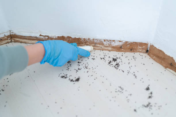 Best Pest Control for Homes  in Fort Loramie, OH